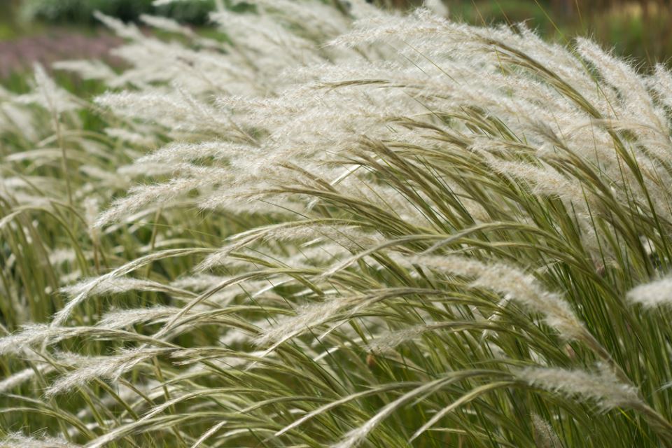 stipa ukrasna trava