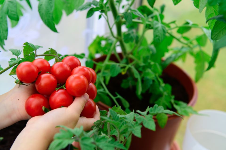 Kako jednostavno gajiti paradajz u bašti ili na terasi