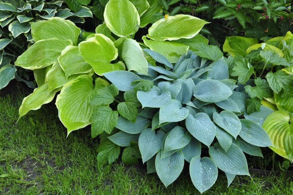 hosta-min.jpg