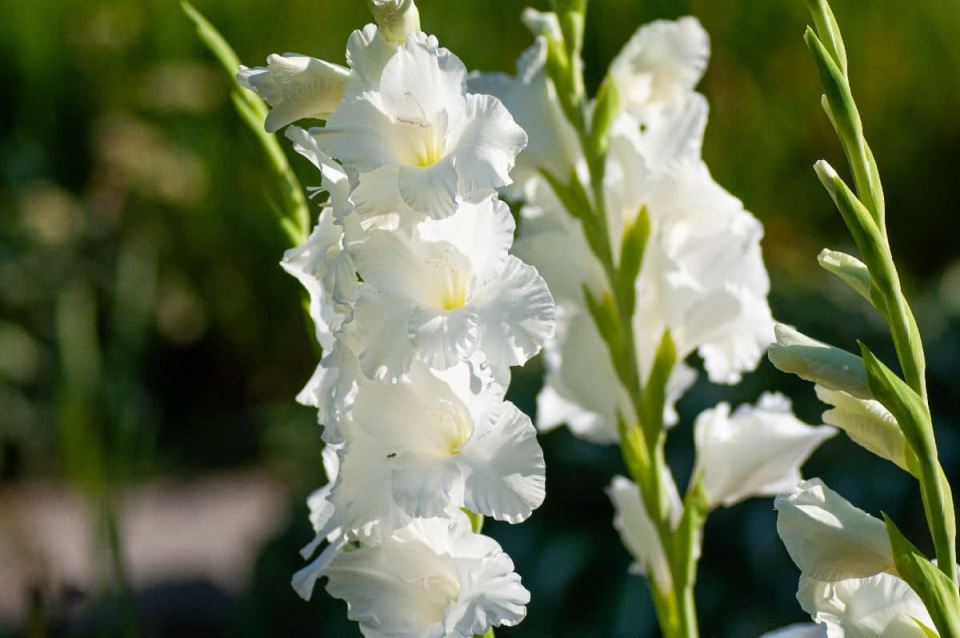 gladiola-min.jpg