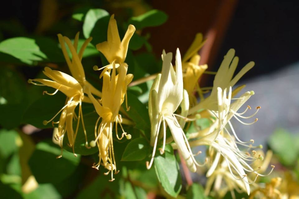 lonicera orlovi nokti-min.jpg