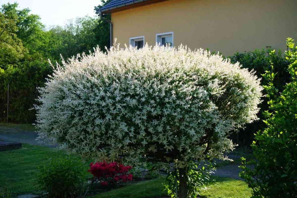 salix integra sarenolisna vrba-min.jpg