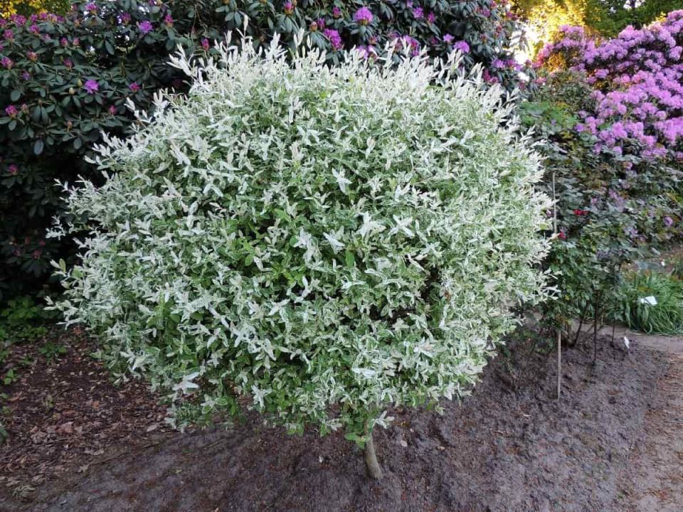 salix integra sarenolisna vrba 6-min.jpg