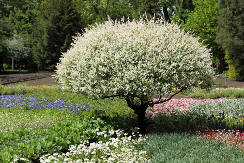 salix integra sarenolisna vrba 8-min.jpg