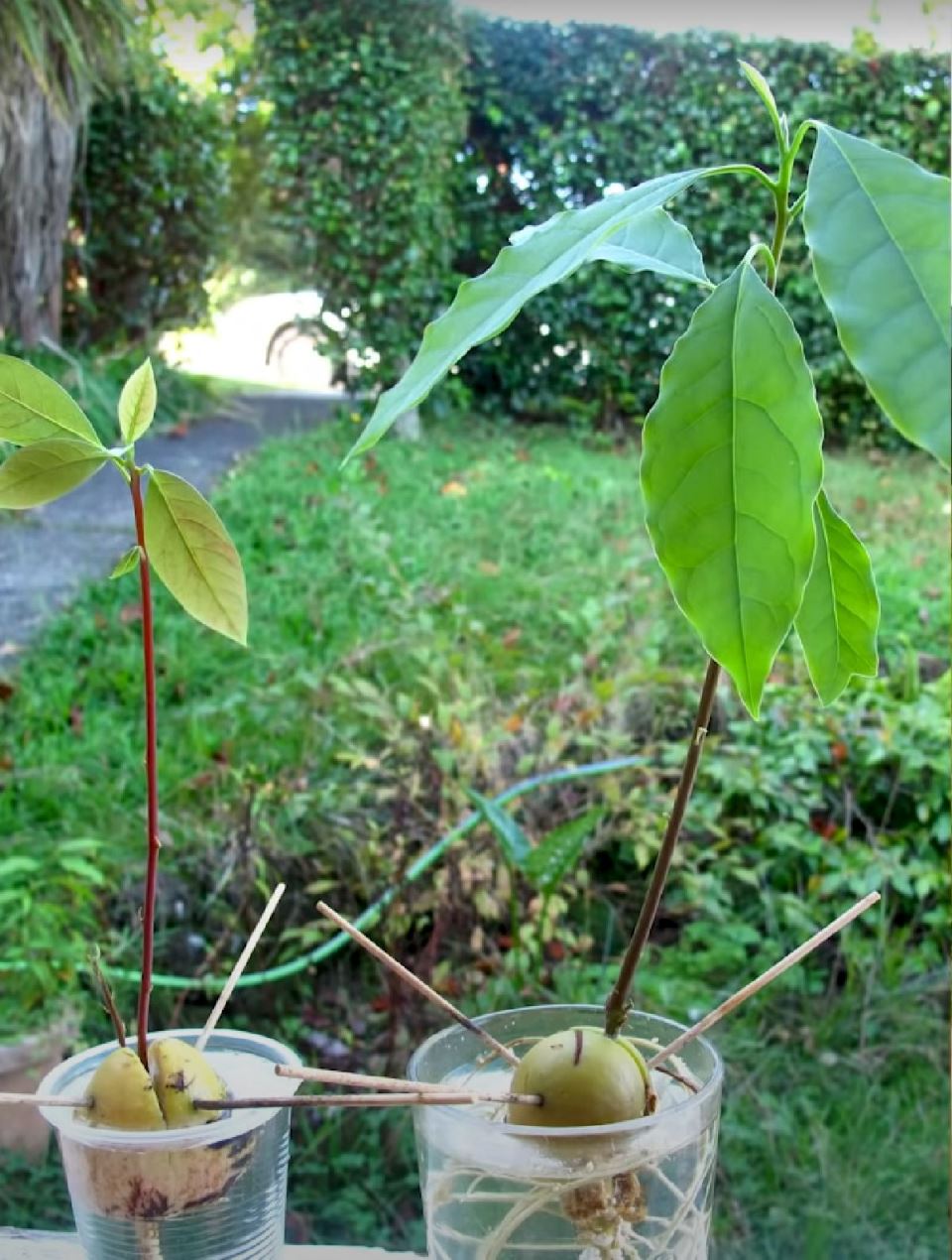 avokado.jpg