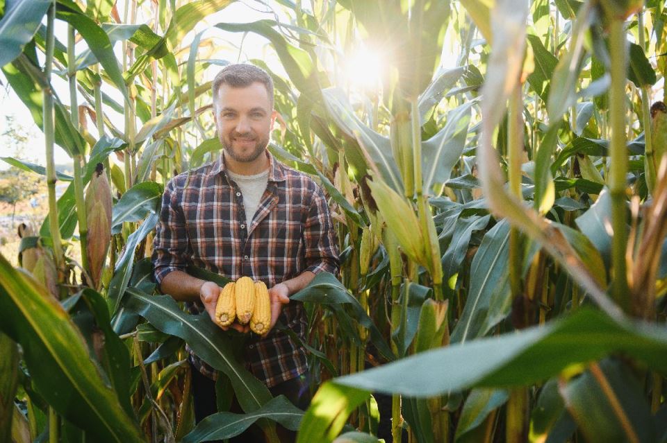 polje kukuruza farmer.jpg