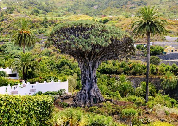 Ostrvo cveća Tenerife