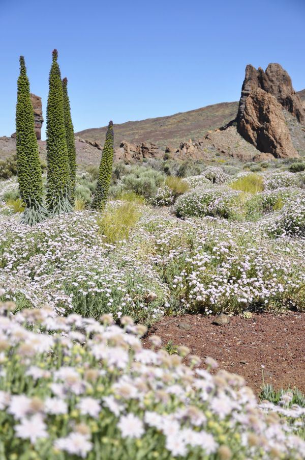 Ostrvo cveća Tenerife