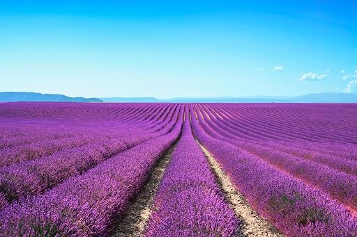 lavanda.jpg