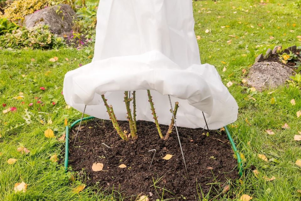 zastita ruza od zime 7.jpg