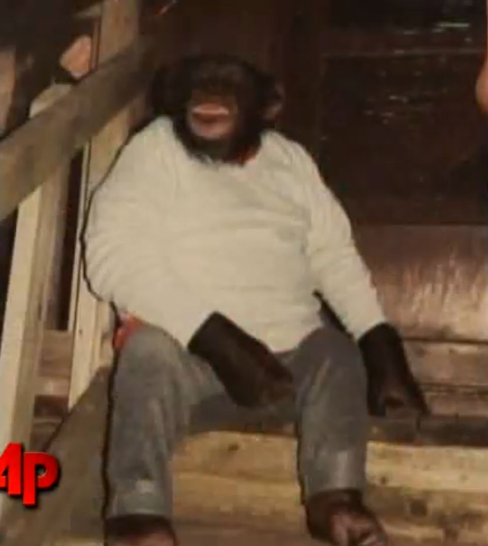 Žena koja je gajila šimpanzu