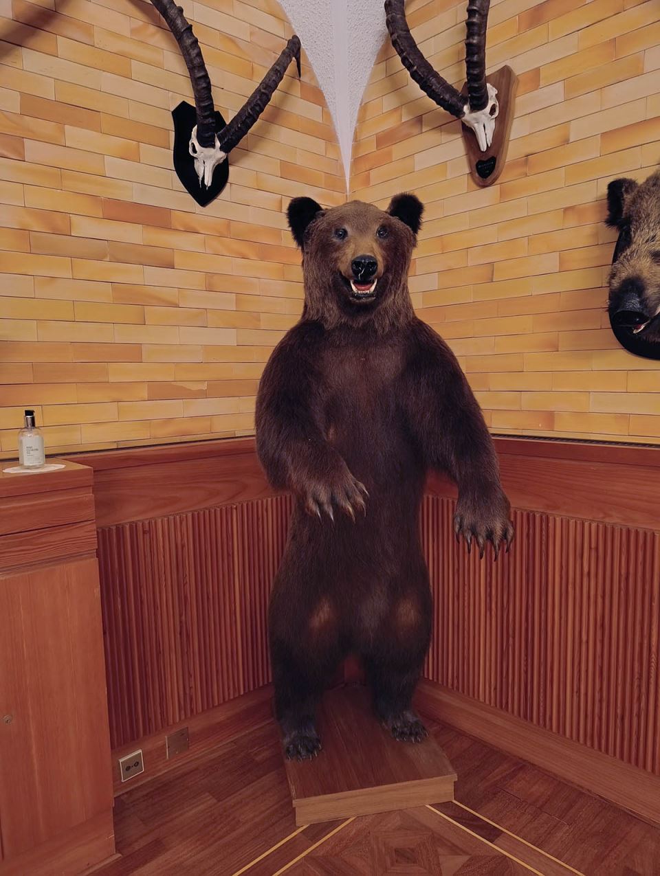 Preparirani medved u lovačkoj sobi rezidencije Brdo kod Kranja