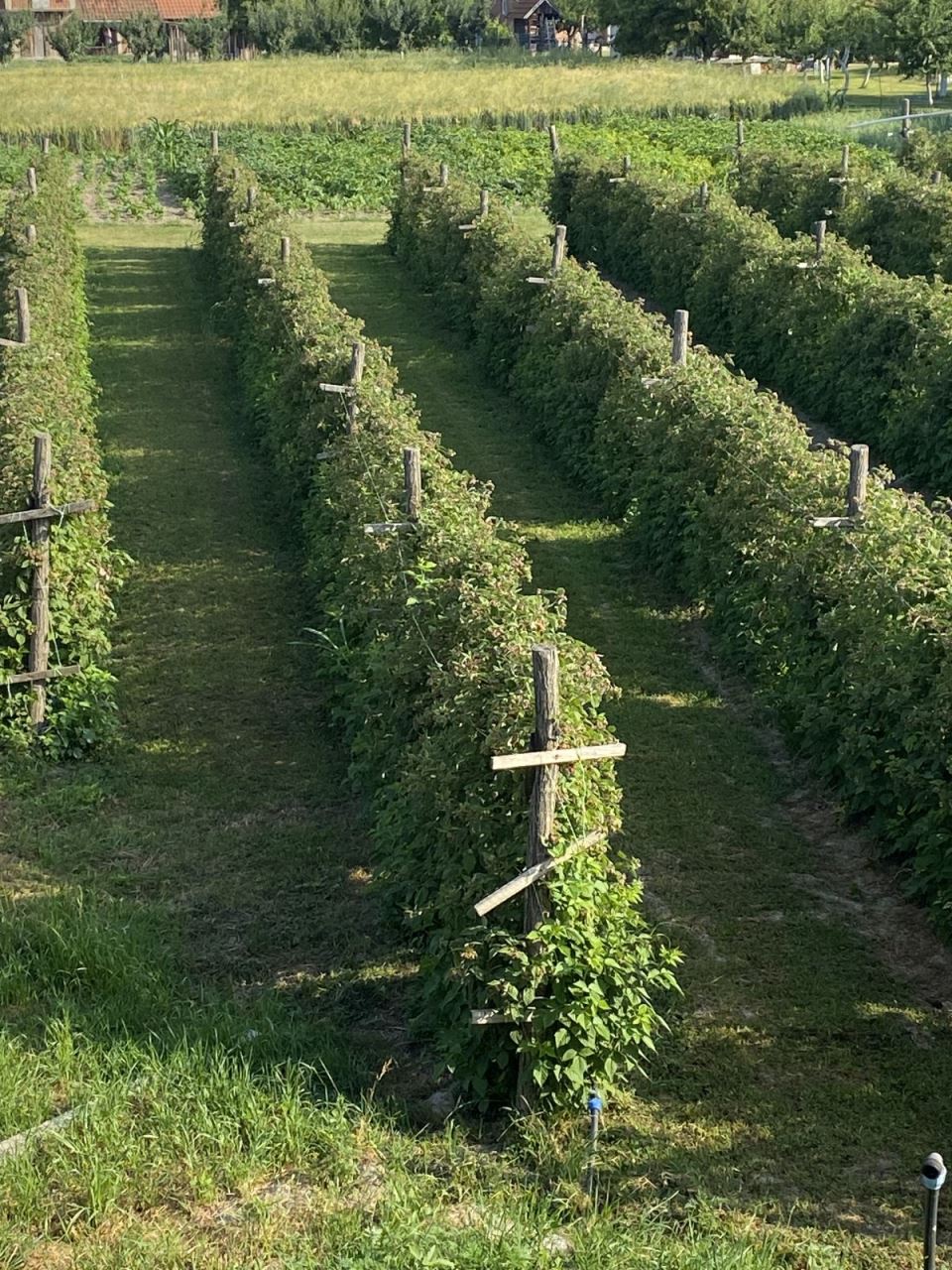 Dragica Lukić i proizvodi od maline