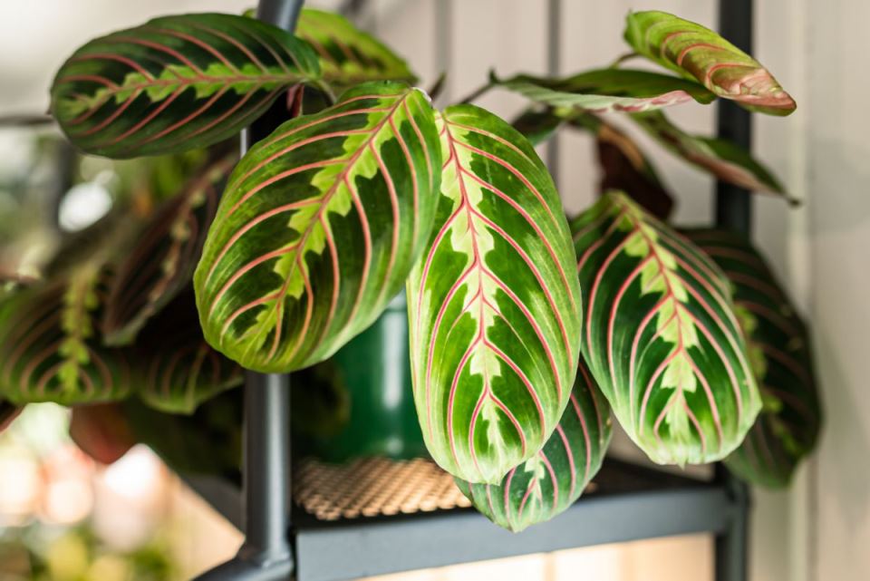 maranta 10.jpg