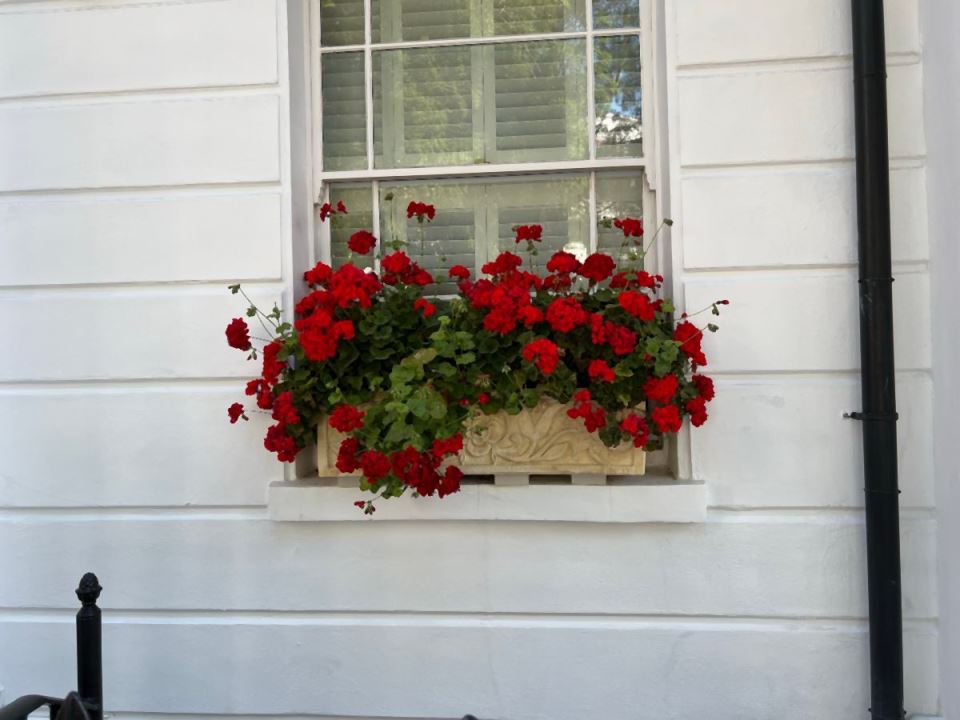 kako se gaje muškatle pelargonijum