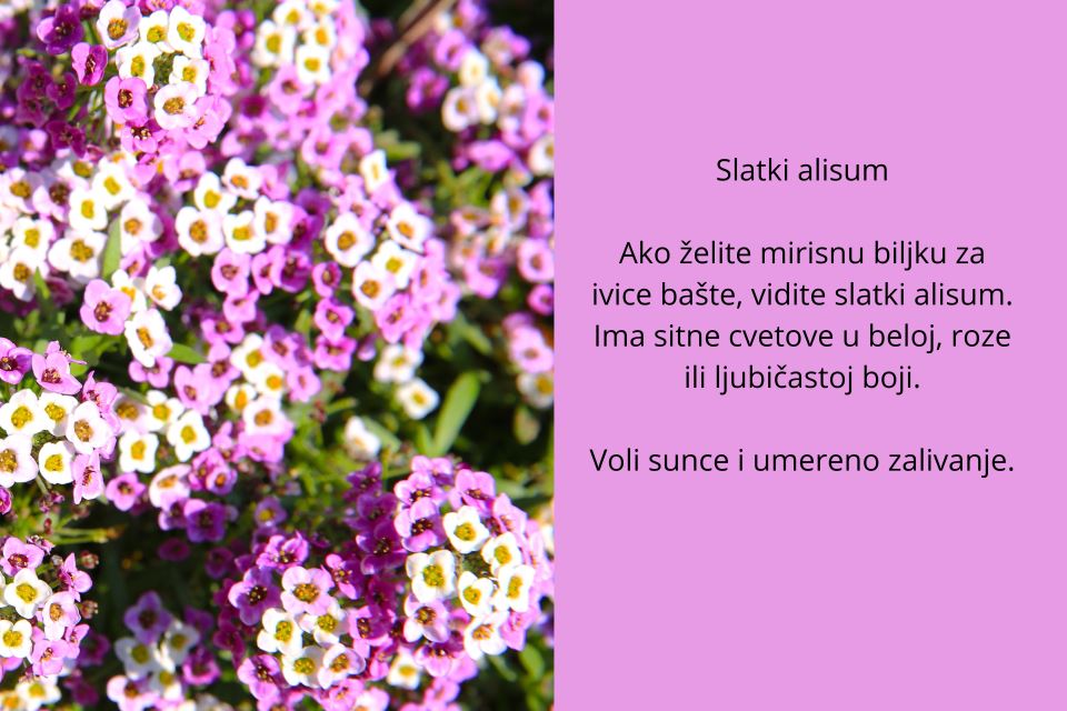 sitno cveće (7).jpg