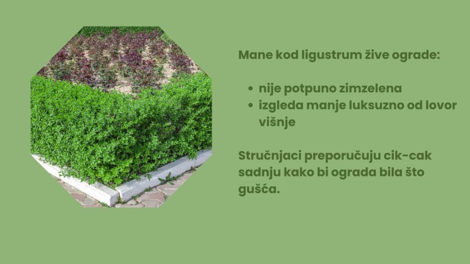 Dodajte malo glavnog teksta (8).jpg