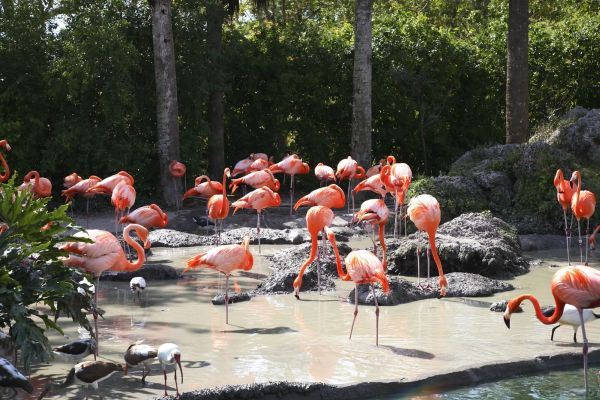 Upoznajte Majami Bič i druge rajske plaže Floride