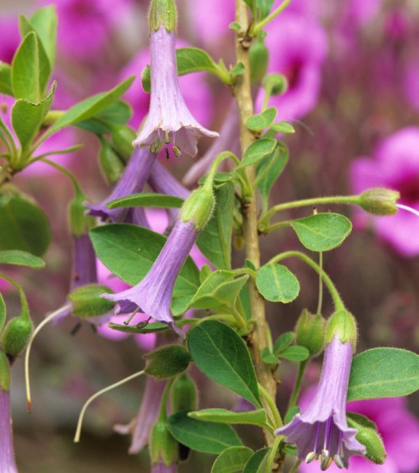 IDEALNE BILJKE ZA TERASE I MALA DVORIŠTA: 9 cvetnica koje možete da gajite u saksiji (FOTO)
