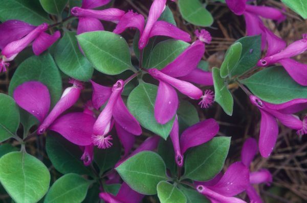 IDEALNE BILJKE ZA TERASE I MALA DVORIŠTA: 9 cvetnica koje možete da gajite u saksiji (FOTO)