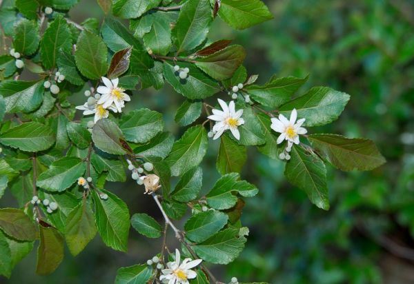 IDEALNE BILJKE ZA TERASE I MALA DVORIŠTA: 9 cvetnica koje možete da gajite u saksiji (FOTO)