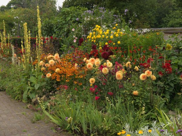 IDEALNE BILJKE ZA TERASE I MALA DVORIŠTA: 9 cvetnica koje možete da gajite u saksiji (FOTO)