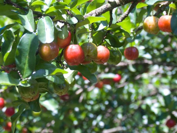 IDEALNE BILJKE ZA TERASE I MALA DVORIŠTA: 9 cvetnica koje možete da gajite u saksiji (FOTO)