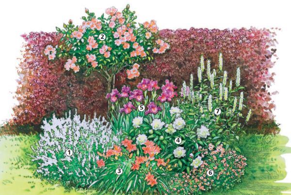 Zanimljiva ideja za dvorište: leja sa ružom stablašicom u glavnoj ulozi