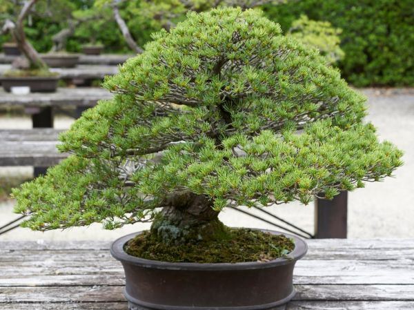 Čudesna životna priča japanskog belog bora