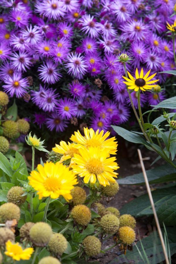 HELIOPSIS, KOREOPSIS, ZVEZDAN: najlepše jesenje trajnice za vašu baštu (FOTO)