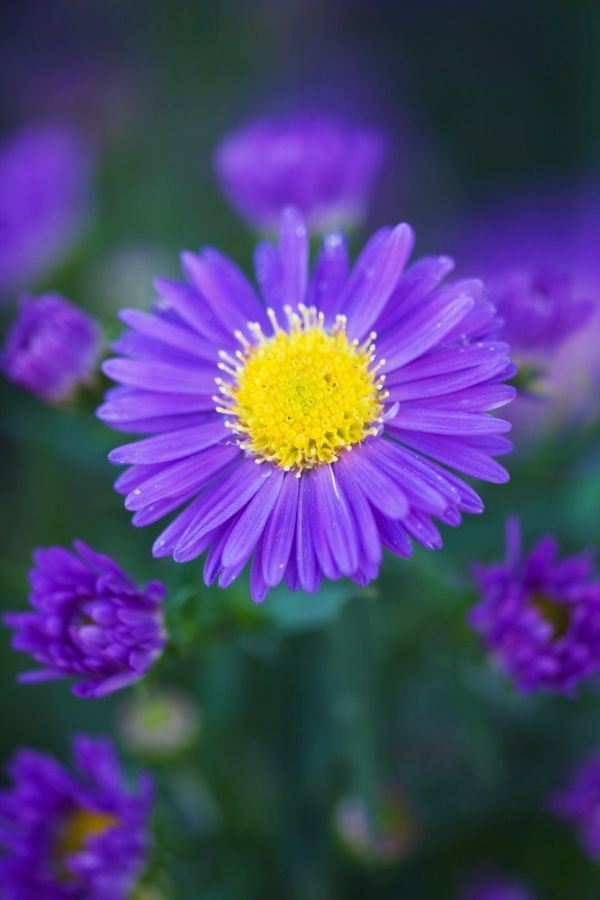 HELIOPSIS, KOREOPSIS, ZVEZDAN: najlepše jesenje trajnice za vašu baštu (FOTO)