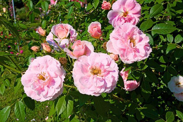 Ružičnjak koji čuva od zaborava stare vrste ruža: "Petrović Roses" u Vrčinu (FOTO + VIDEO)