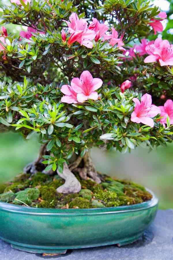 Simbol sreće za mladence: evo kako je nastalo patuljasto drveće BONSAI