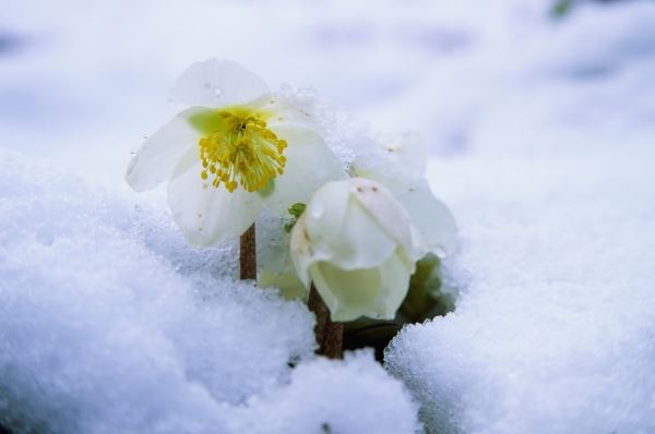 Kukurek, čarobni vesnik proleća: kako da gajite Helleborus Orientalis Hybrida