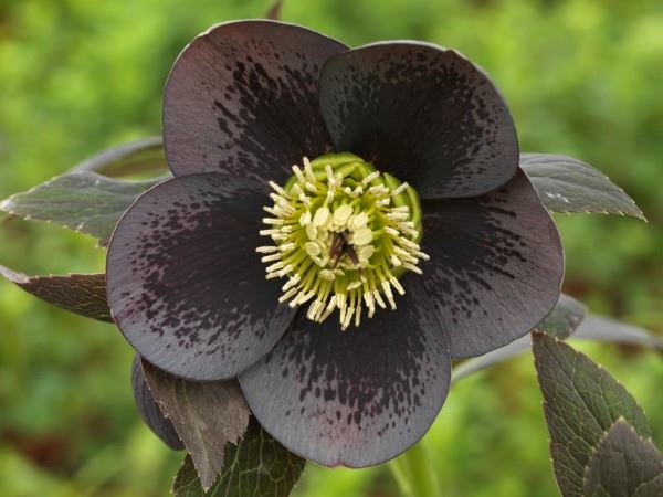 Kukurek, čarobni vesnik proleća: kako da gajite Helleborus Orientalis Hybrida