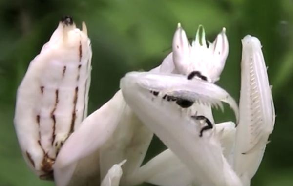 Cvet ili insekt: pogledajte kakva je neverovatna kamuflaža bogomoljke koja mami plen! (FOTO+VIDEO)