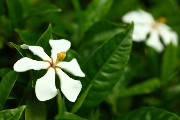 Saveti za negu gardenije: Gardenia jasminoides traži visoku vlažnost (FOTO)