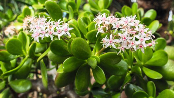 cuvarkuca, sedum, aloja, agava