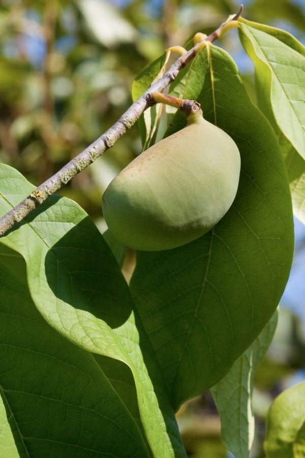 Kako se gaji egzotična indijanska banana (FOTO)