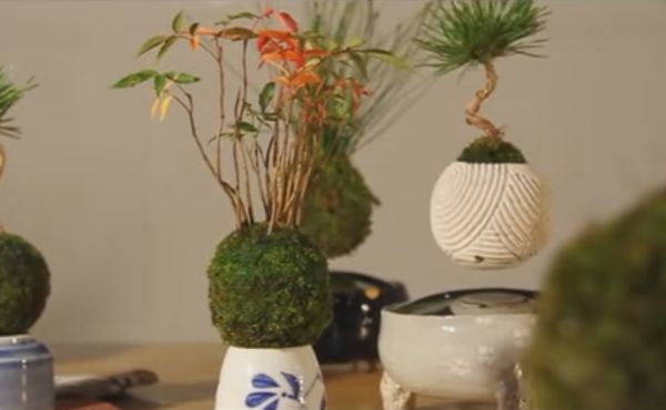 Japanska dekoracija za kojom je poludeo Internet: leteći bonsai je prava magija baštovanstva (FOTO, VIDEO)