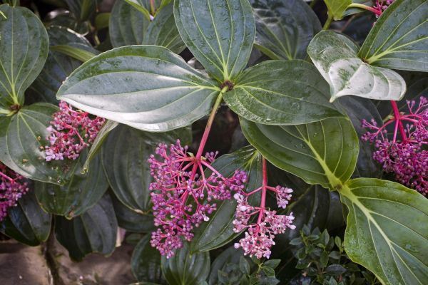 Sobne biljke: Medinilla magnifica - veličanstveno ružičasto grožđe (SAVETI ZA NEGU)