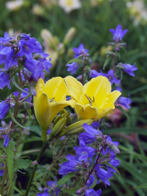 (VIDEO) Vrt ljiljana: rajska bašta za ljubitelje hemerokalisa