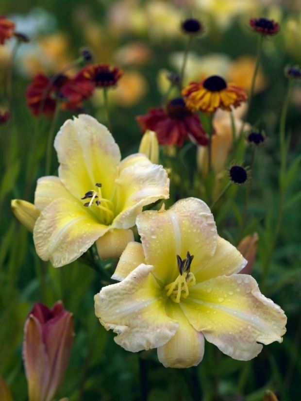 (VIDEO) Vrt ljiljana: rajska bašta za ljubitelje hemerokalisa