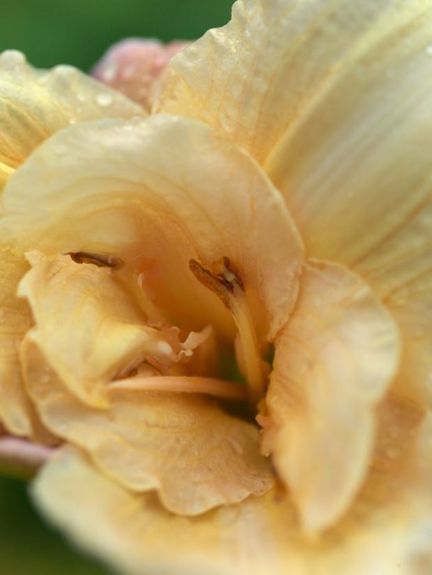 (VIDEO) Vrt ljiljana: rajska bašta za ljubitelje hemerokalisa