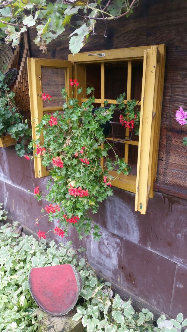 Vaša fotografija meseca za magazin "Moja lepa bašta": 16 slika u najužem izboru (NOVEMBAR 2016)