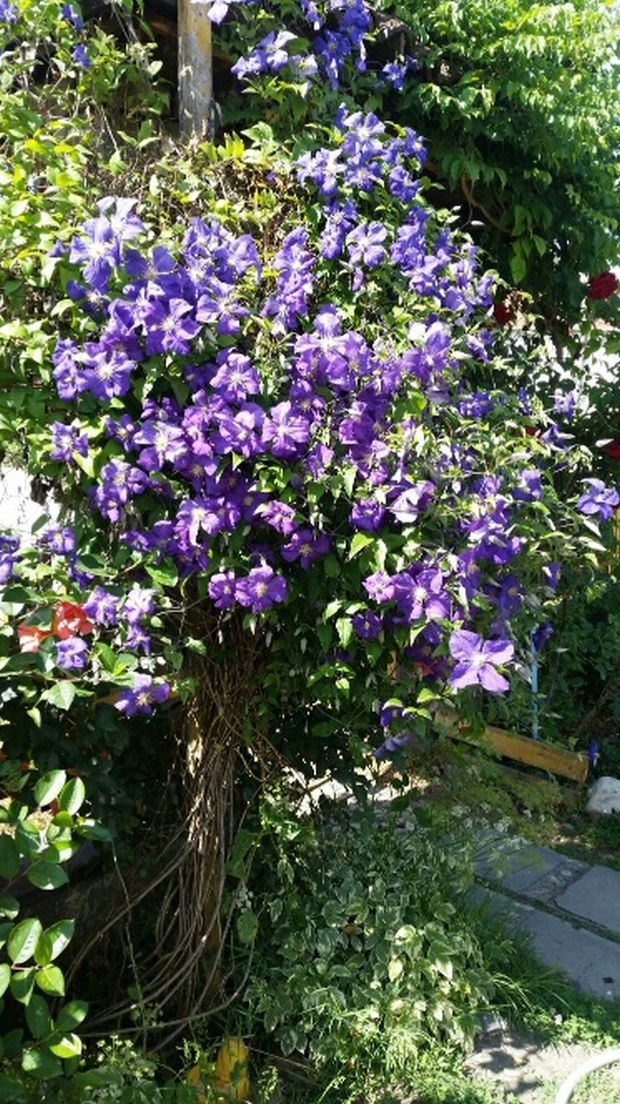 Vaša fotografija meseca za magazin "Moja lepa bašta": 16 slika u najužem izboru (NOVEMBAR 2016)