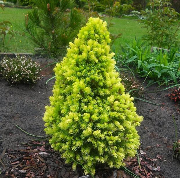 Mini JELKA za male stanove: varijeteti patuljastog četinara Picea Glauca idealni za sve koji žele pravu jelku (FOTO)