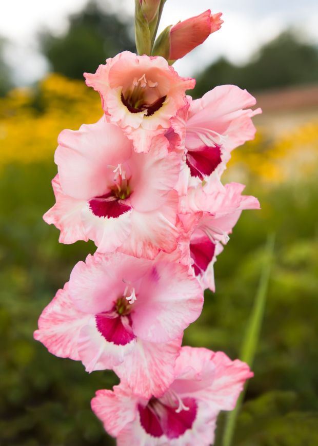 Kako se pravilno neguju gladiole: visoko cveće koje krasi najlepša dvorišta u Srbiji (FOTO + VIDEO)