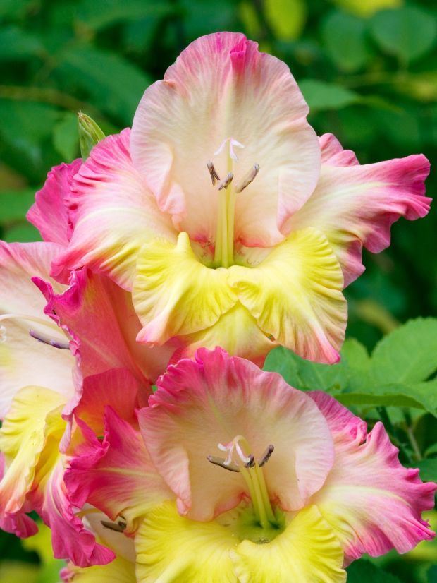 Kako se pravilno neguju gladiole: visoko cveće koje krasi najlepša dvorišta u Srbiji (FOTO + VIDEO)