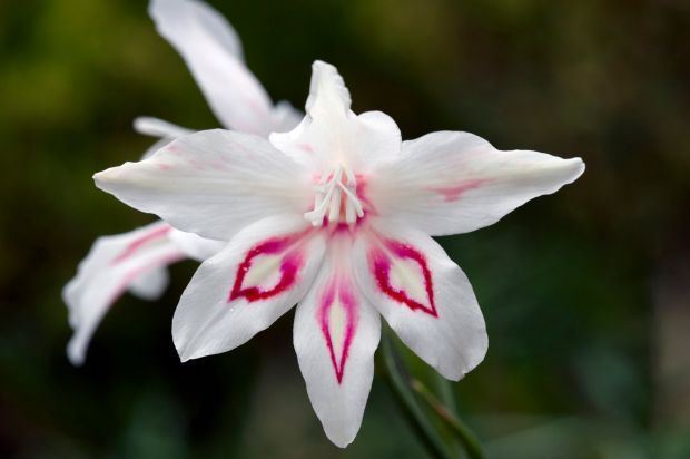 Kako se pravilno neguju gladiole: visoko cveće koje krasi najlepša dvorišta u Srbiji (FOTO + VIDEO)